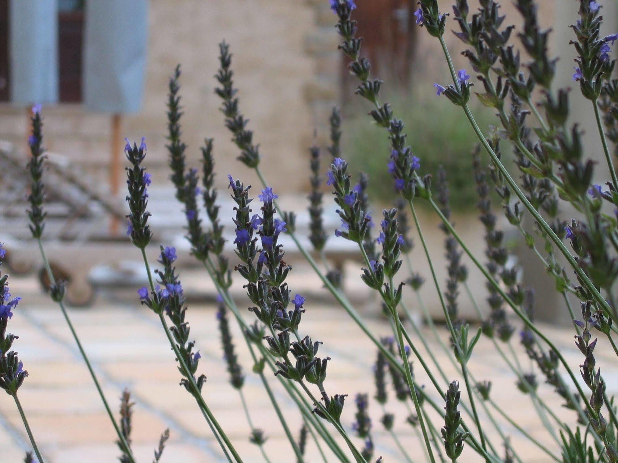 Auberge Provence Hermanus Bagian luar foto